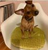 Photo for Dog Walking and Pet Sitting Oxford