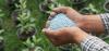 Photo for Phosphates Market Study By Type, Application & Top Key Players - Agrium Inc., Eurochem, Innophos Holdings, Inc., Israel Chemical Ltd.