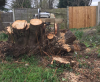 Photo for Essex Tree Care Ltd
