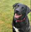 Photo for HERITAGE PET SERVICES