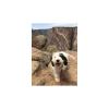 Photo for Micro Sheepadoodle for Sale in Colorado | Open Range Pups