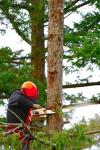 Photo for Quality Tree Service