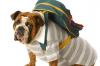 Photo for Pet Relocation Company in India