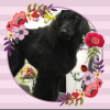 Photo for Scruffy 2 Fluffy Dog Grooming School
