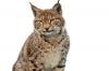 Photo for Why Bother with Exotic Animal Insurance?