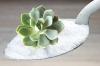 Photo for Inulin Market Study By Application & Top Key Players - Beneo-Orafti SA, Ciranda, Inc., Cosucra Groupe, Warcoing SA, Fenchem, Inc.