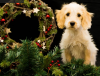 Photo for Spoilt Rotten Dog Groomer