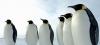 Photo for WHERE DO PENGUINS LIVE