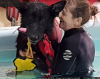 Photo for Bilbo's Hydrotherapy & Pet Spa