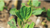 Photo for Acetochlor Market Study By Product Type, Application & Top Key Players - Bayer AG, Monsanto Company, Shanghai Mingdou Chemical Co., Ltd.