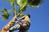Photo for Albarez Tree Service of Newport News