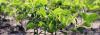 Photo for Turf and Ornamental Chemical Inputs Market To, 2025 Research Report - DecisionDatabases