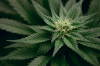Photo for Why the Hemp Industry Will Continue to Soar
