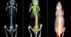 Photo for Small Animal Imaging Market to Showcase Attractive Growth Opportunities Worldwide