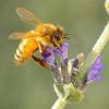 Photo for Sacramento Bee Pollination & Removal