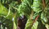 Photo for Lutein Market Outlook by Product Overview, Application and Regions 2026