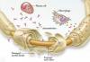 Photo for Chronic Inflammatory Demyelinating Polyneuropathy (CIDP) Treatment Market – Trends and Opportunity Analysis, 2018 – 2026