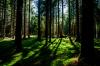 Photo for Landscape and Tree Services in Tampa Bay FL