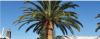 Photo for Pretoria Tree Surgeons