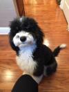 Photo for Micro Sheepadoodle for Sale in Eckert, CO | Open Range Pups