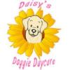 Photo for Daisy's Doggie Daycare