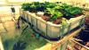 Photo for Aquaponics Market Positively Influencing Growth and Forecast 2026