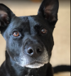 Photo for Dog walking by Nettie