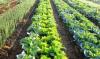 Photo for Organic Farming Market Business Growth Analysis, Market Trends And Revenue 2018 – 2026