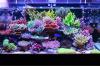 Photo for Reef Aquariums Market - Size, Share, Outlook, and Opportunity Analysis, 2015 – 2026