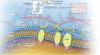 Photo for Extracellular Matrix Proteins Market Report 2018-2025 By Top Players - AMS Biotechnology Limited, CellSystems Biotechnologie Vertieb GmbH