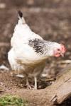 Photo for Poultry Diagnostics Market Study By Test Type, Service & Top Key Players - Affinitech, Ltd., Agrobiotek International, Biochek, Bioingentech Biotechnologies, Inc.