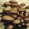Photo for Global Mushroom Market Growth Opportunities, Industry Analysis, Geographic Segmentation and Competitive Landscape Report to 2024