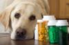 Photo for Analyze the Global Pet Dietary Supplement Market Report 2013-2028 | Latest Trend, Growth & Forecast