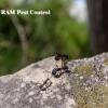 Photo for RAM Pest Control