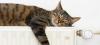 Photo for iPaw Pet Salons (Evans Rd.)