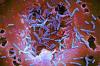 Photo for Microbiome Therapeutics Market Study By Type, Application & Top Key Players - Enterome Bioscience, MaaT Pharma, MicroBiome Therapeutics LLC, OpenBiome