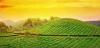 Photo for Kerala, the Landholding in the Best of Elements of Interest