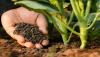 Photo for Agricultural Micronutrients Market Future Demand, Market Analysis and Outlook to 2026