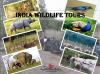 Photo for Planning Wildlife Tour to India?