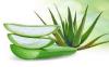 Photo for Aloe Vera Market- Global Insights, Growth, Size, Comparative Analysis and Forecast 2019– 2025