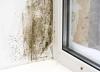 Photo for Mold Cleanup LBI