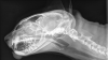 Photo for Veterinary Imaging Market: Worldwide Top Players Revenue and Forecasts To 2026