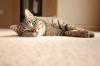 Photo for Steam Point Carpet & Upholstery Cleaning