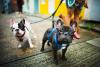 Photo for Good Dog Happy Dog Inc