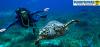 Photo for Dive Centers in Hurghada Services Germany and France, USA