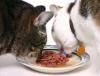 Photo for Cat Wet Food Market Growth Anticipated, Share and Outlook 2019-2026