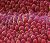 Photo for Boehmite Market Report - Industry Size, Share, Trends, Growth And Forecast Till 2025