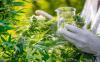 Photo for Medical Cannabis Market: Current Outlook Of Industry & Forecast 2018-2026