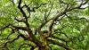 Photo for business tree removel