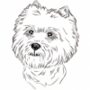 Photo for West Highland White Terriers | Westie | WestieInsider.com